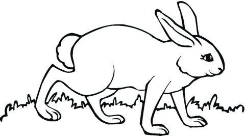 Hare Walks On Coloring Page